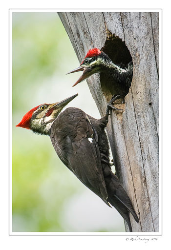 pileatedwoodpecker5.jpg