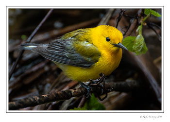 prothoinotary-warbler-1-copy.jpg