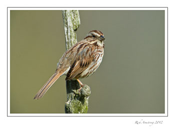 sparrow-1-frm.jpg