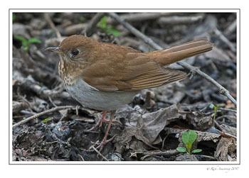 thrush-2-copy.jpg