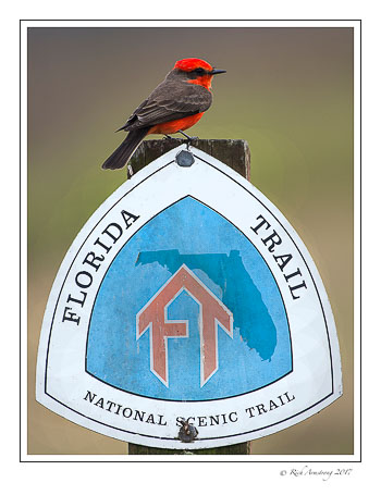 vermillion-flycatcher-on-sign-copy.jpg