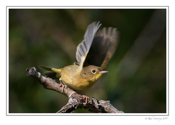 warbler-1-copy-2.jpg
