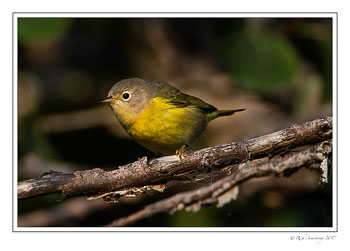 warbler-1-copy-3.jpg