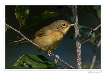 warbler-2-copy.jpg