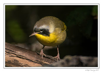 warbler-3-copy.jpg