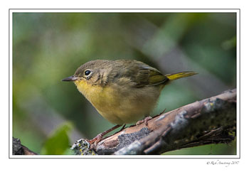 warbler-4-copy.jpg