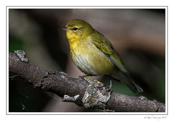 warbler-4.jpg
