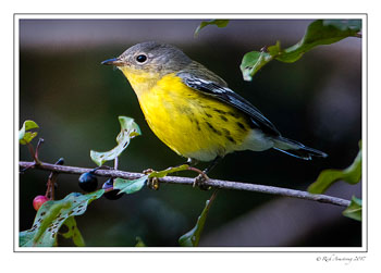 warbler-8-copy.jpg