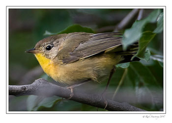 warbler-9-copy.jpg
