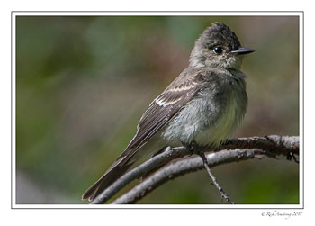 wood-pewee-2-copy.jpg
