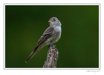 woodpewee-2--copy.jpg