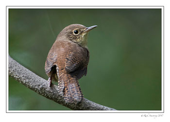wren-1-copy.jpg