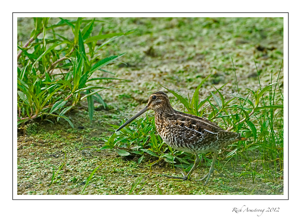 Wilsons-snipe-frm.jpg