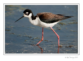 Black-necked-stilt-4a-frm-copy.jpg