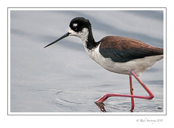 Black-necked-stilt-6-frm-copy.jpg