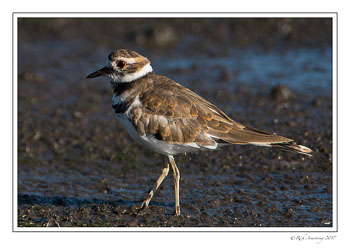 Killdeer-3-copy.jpg