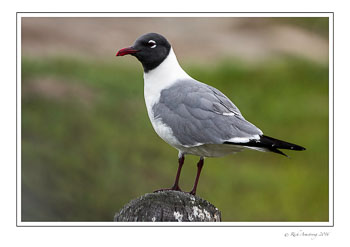 Laughing-gull-frm-copy.jpg
