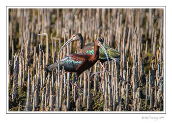 White-faced-ibis-1-copy.jpg