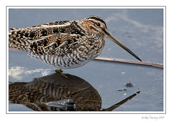 Wilson's-snipe-4-copy.jpg