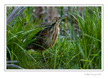 american-bittern-1-frm-copy.jpg