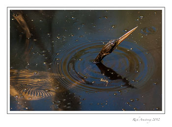 anhinga-underwater-frm.jpg
