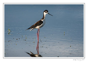 black-necked-stilt-1-copy-2.jpg