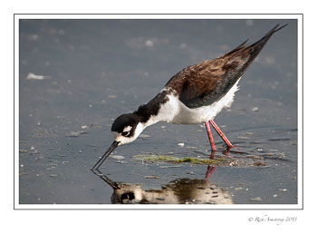black-necked-stilt-5-frm-copy.jpg