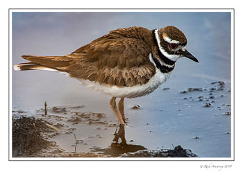 killdeer-1-copy-2.jpg