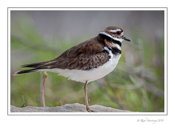 killdeer-frm-copy.jpg