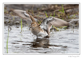 least-sandpiper-4-copy.jpg