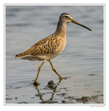 long-billed-dowitcher-copy.jpg