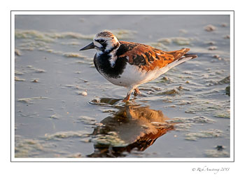 ruddy-turnstone-2-frm-copy.jpg