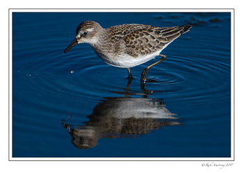 shorebird-1-copy.jpg