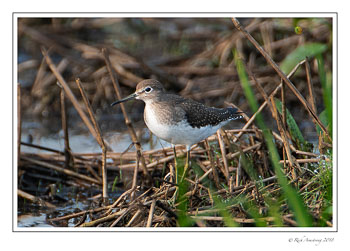 spotted-sandpiper-copy.jpg