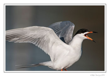 tern-5-frm-copy.jpg