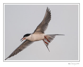 tern-5a-frm-copy.jpg