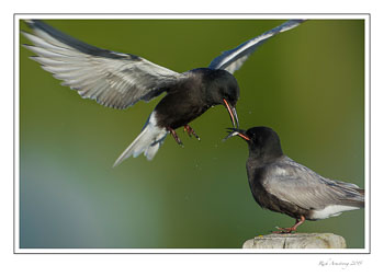 terns5frm.jpg