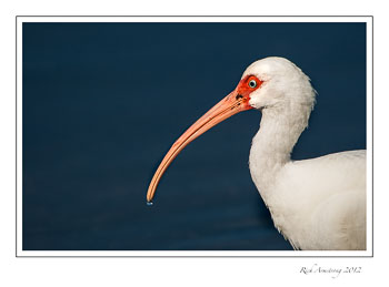white-ibis-1-frm.jpg