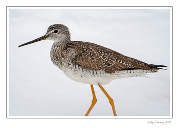 yellow-legs-1-copy.jpg