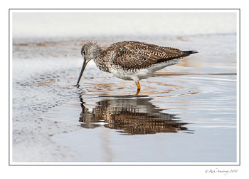 yellow-legs-2-copy.jpg