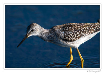 yellowlegs-2-copy.jpg