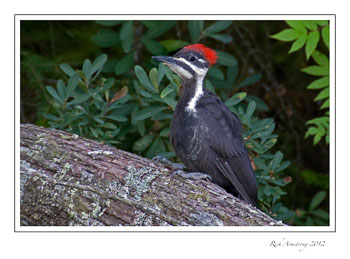 -pileated-on-log-frm.jpg