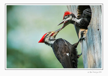 Pileated-woodpecker-2k.jpg