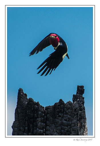 Red-headed-woodpecker-4-copy.jpg