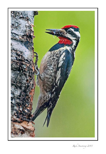 Yellow-bellied-sapsucker-frm.jpg