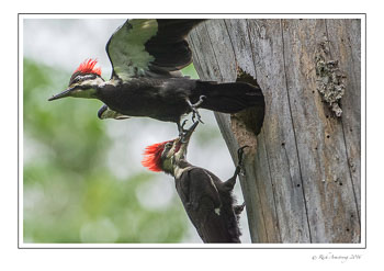 pileatedwoodpecker1g.jpg
