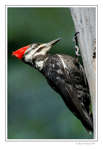 pileatedwoodpecker1h.jpg