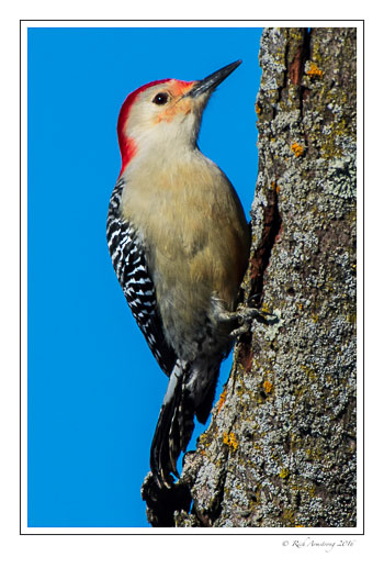 red-bellied-w.p.1-NC.jpg