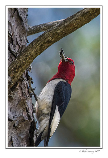 red-headed-woodpecker-1-copy.jpg
