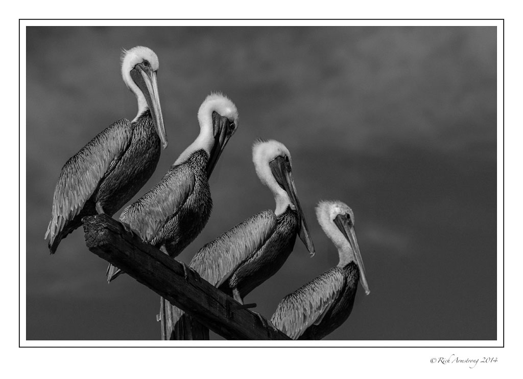 4-pelicans-frm-bnw-copy.jpg
